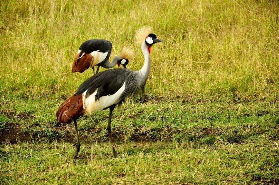 Maasai_Mara_Game_Drive_Safari_8