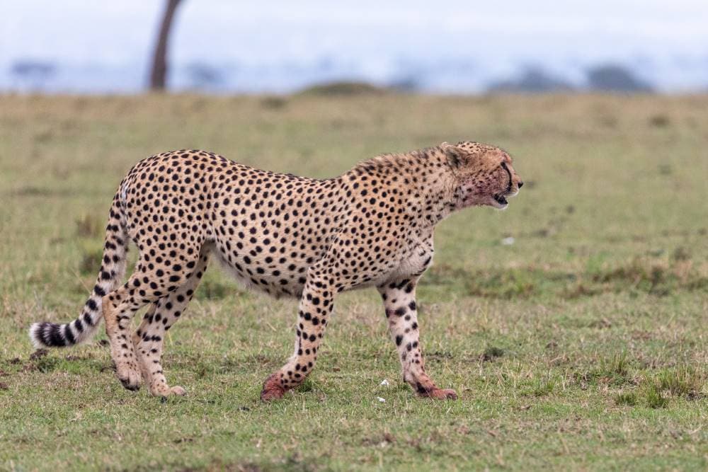 Maasai_Mara_Mara_North_Conservancy_SS_1