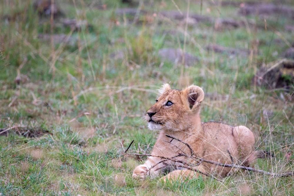 Maasai_Mara_Mara_North_Conservancy_SS_2