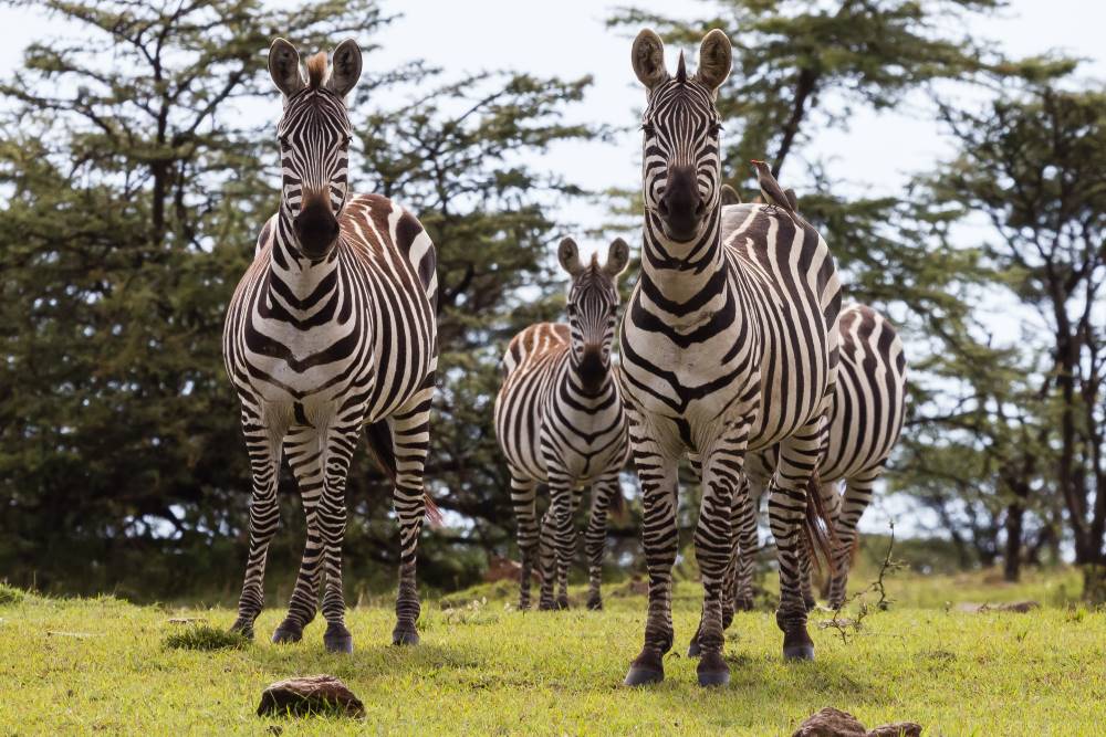 Maasai_Mara_Mara_North_Conservancy_SS_3