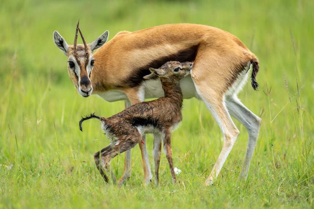 Maasai_Mara_Mara_North_Conservancy_SS_5
