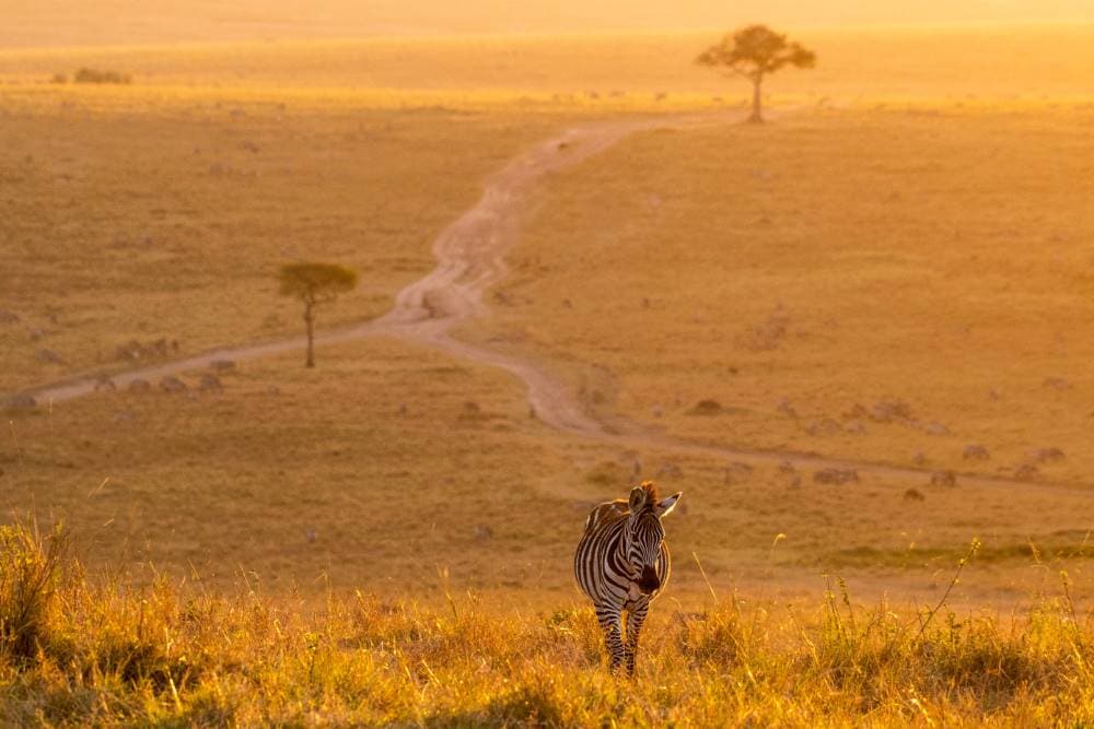 Maasai_Mara_Mara_Triangle_SS_2