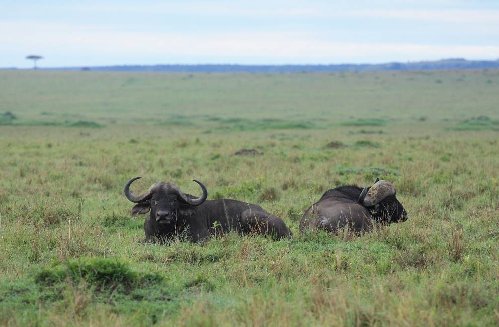 Maasai_Mara_Musiara_Swamp_2