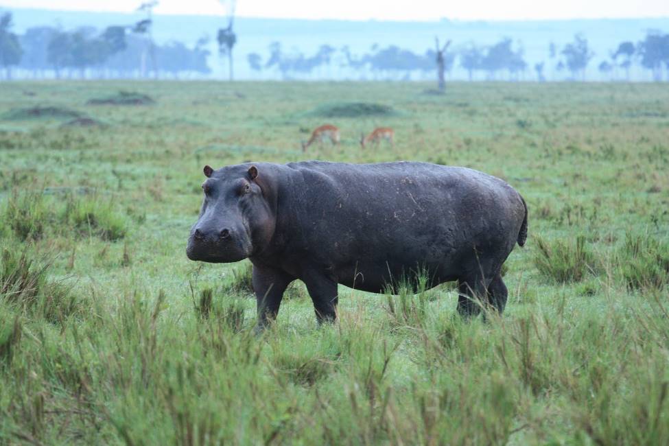 Maasai_Mara_Musiara_Swamp_5