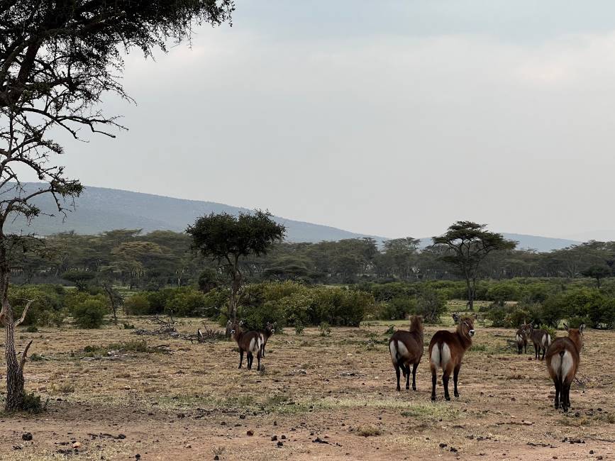 Maasai_Mara_Ol_Kinyei_Conservancy_2