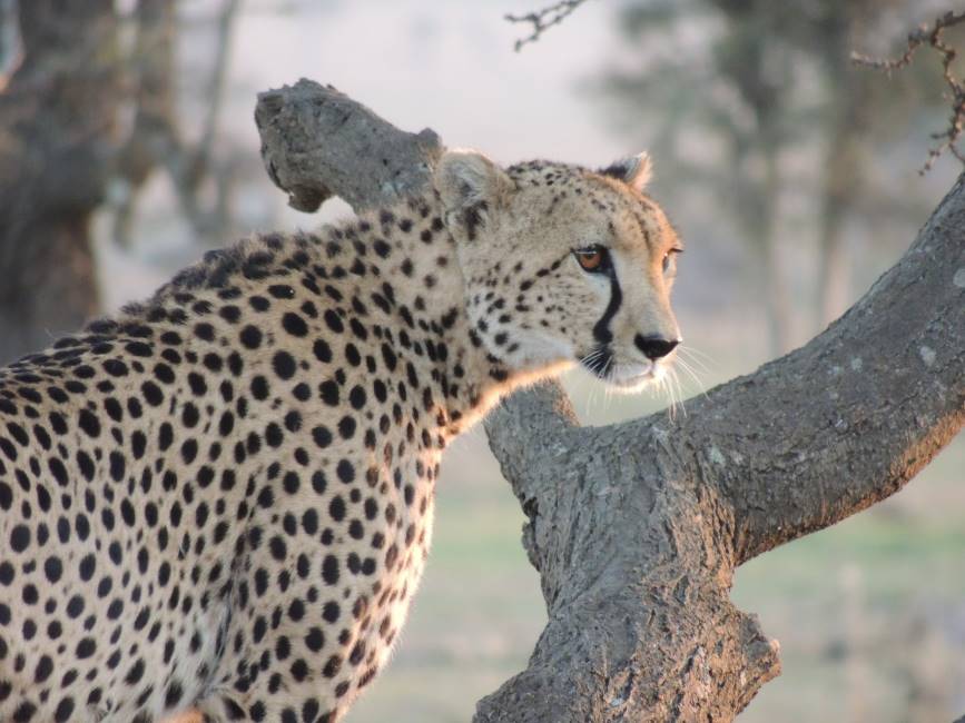 Maasai_Mara_Ol_Kinyei_Conservancy_3