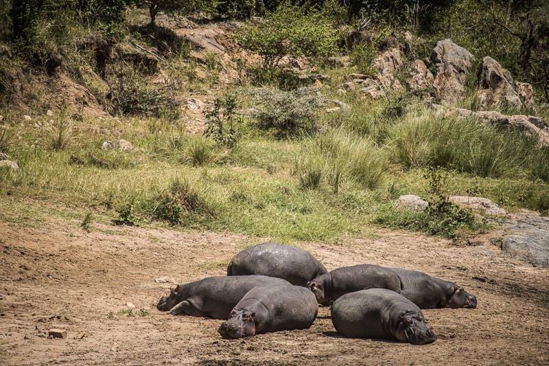 Maasai_Mara_Olypunyata_Swamp_7