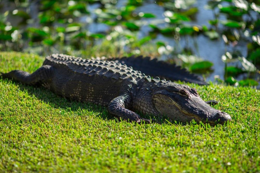 Miami_Everglades_National_Park_SS_3