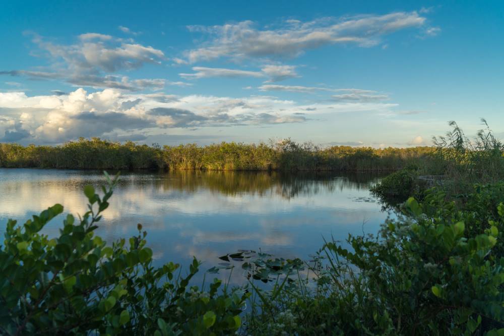 Miami_Mangrove_Forests_SS_2