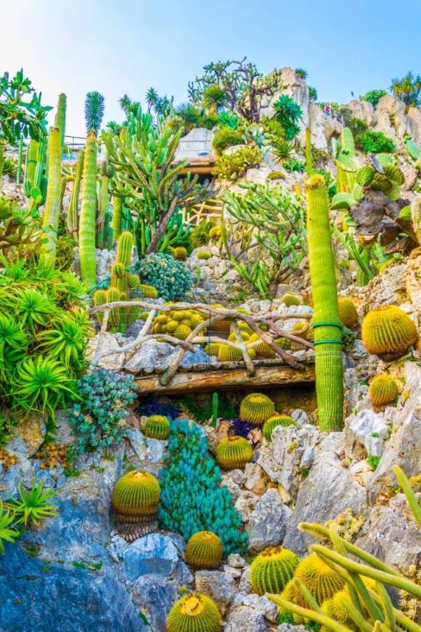 Monaco_Exotic_Garden_of_Monaco_SS_4