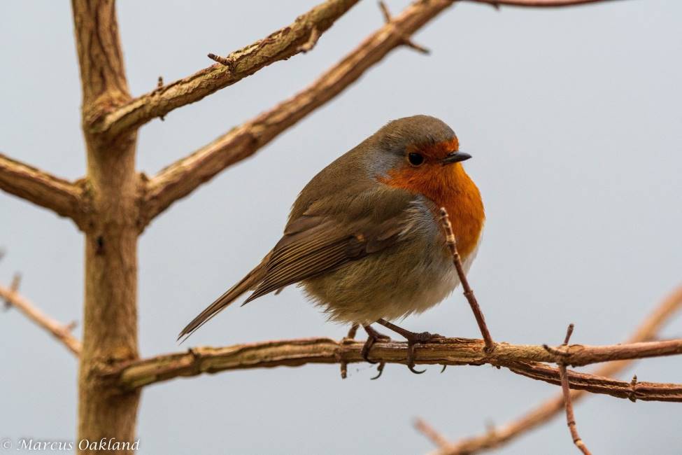 Nottingham_Attenborough_Nature_Reserve_3