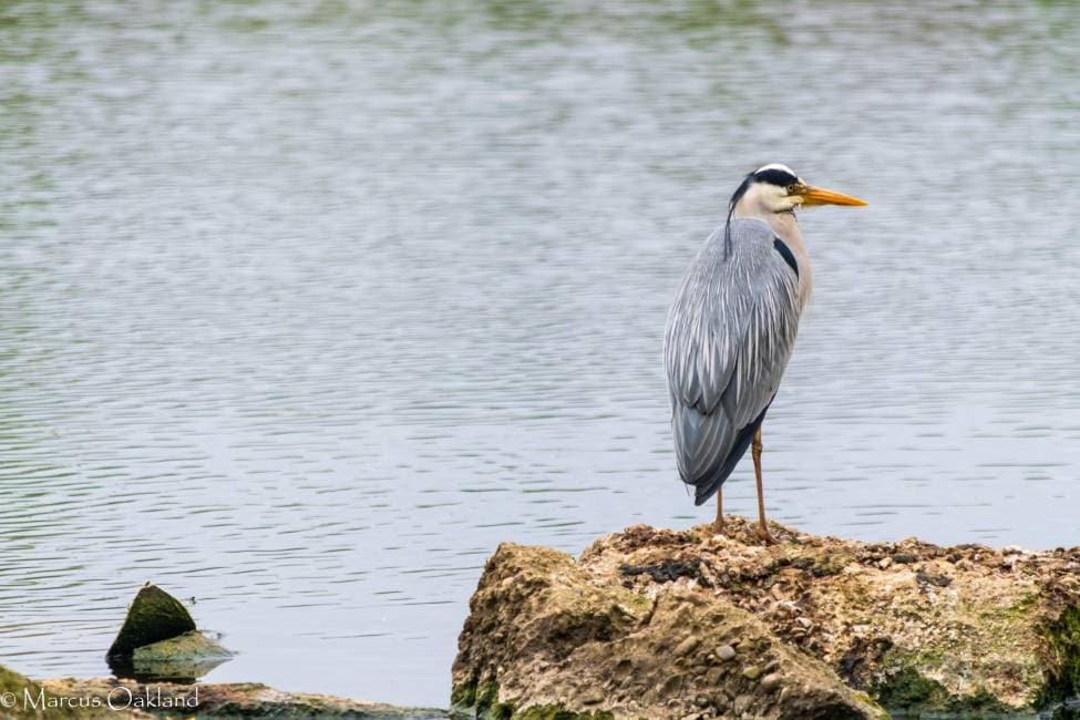 Nottingham_Attenborough_Nature_Reserve_7