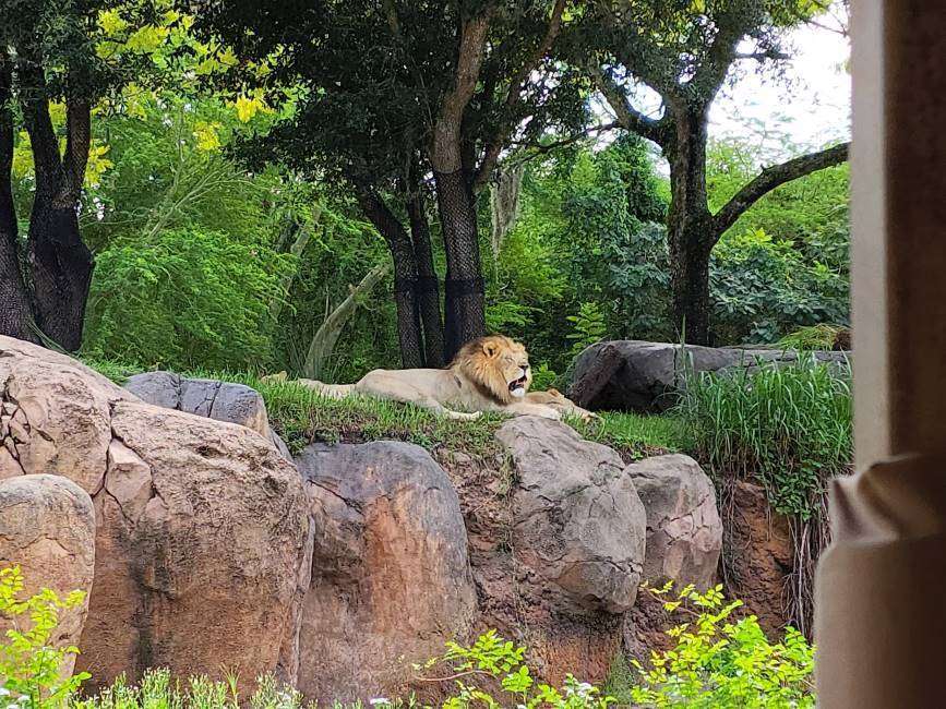 Orlando_Disneys_Animal_Kingdom_Theme_Park_7