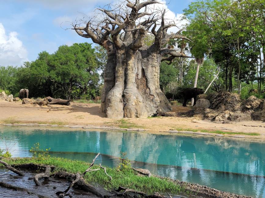 Orlando_Disneys_Animal_Kingdom_Theme_Park_9