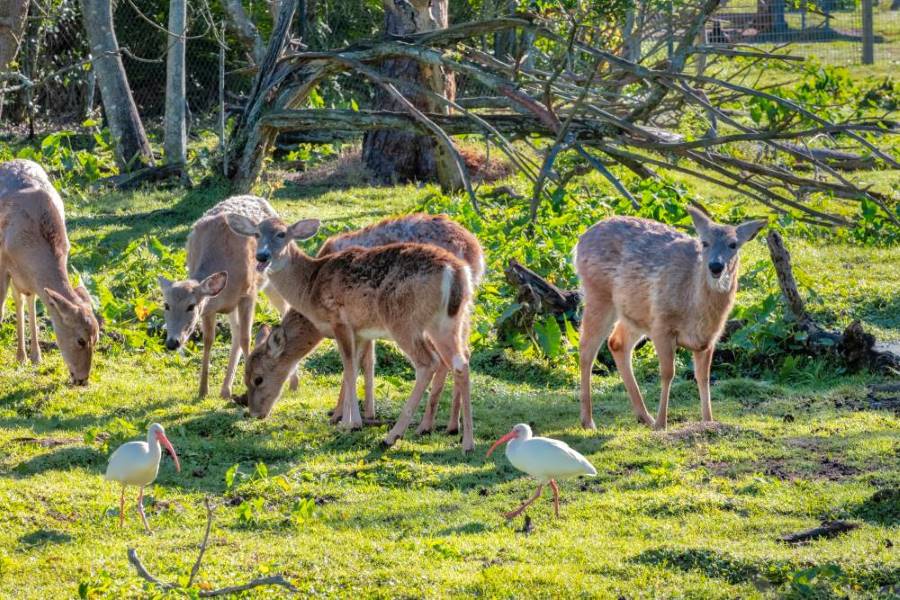 Orlando_Gatorland_SS_1