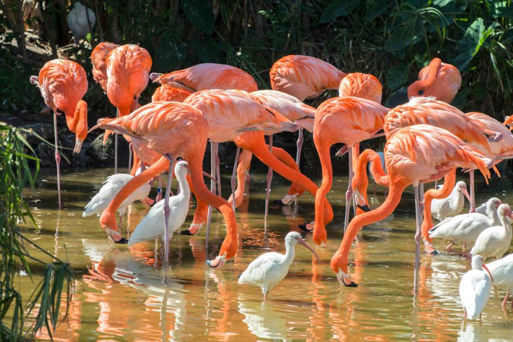 Orlando_Gatorland_SS_2