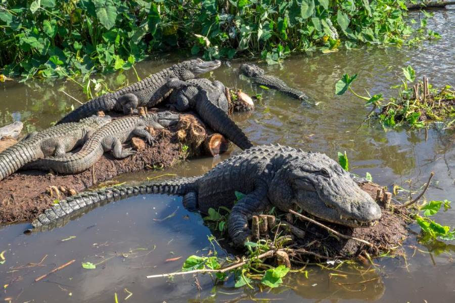 Orlando_Gatorland_SS_3