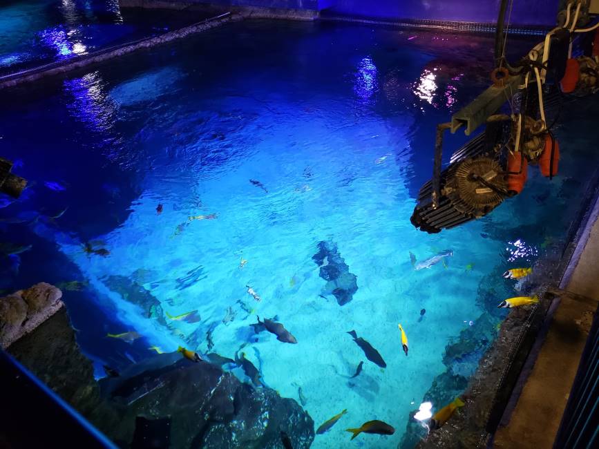 Orlando_SEA_LIFE_Orlando_Aquarium_1