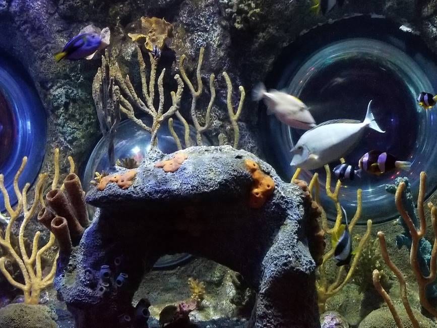 Orlando_SEA_LIFE_Orlando_Aquarium_8