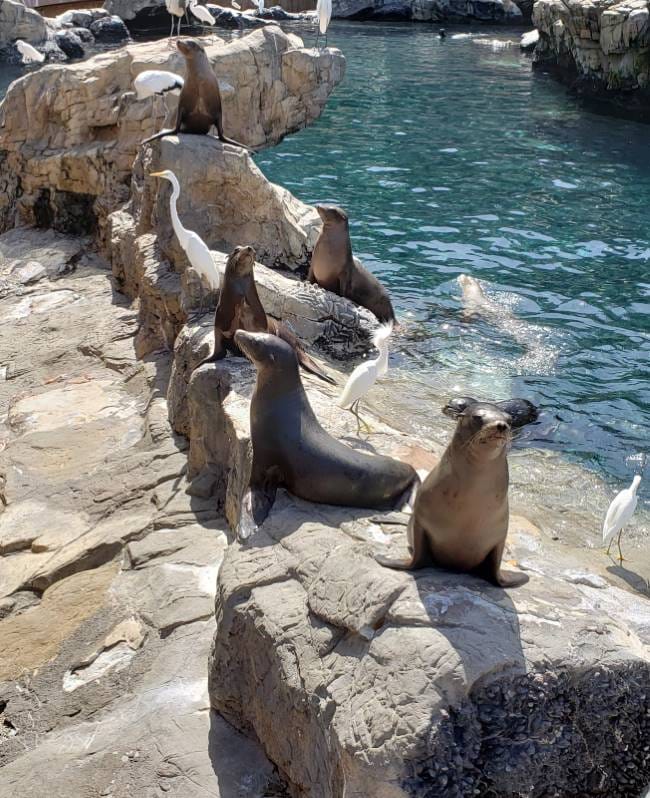 Orlando_SeaWorld_Orlando_10