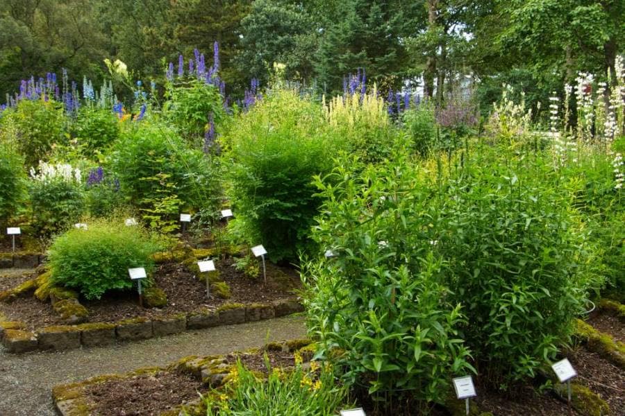 Reykjavik_Botanical_Garden_SS_4