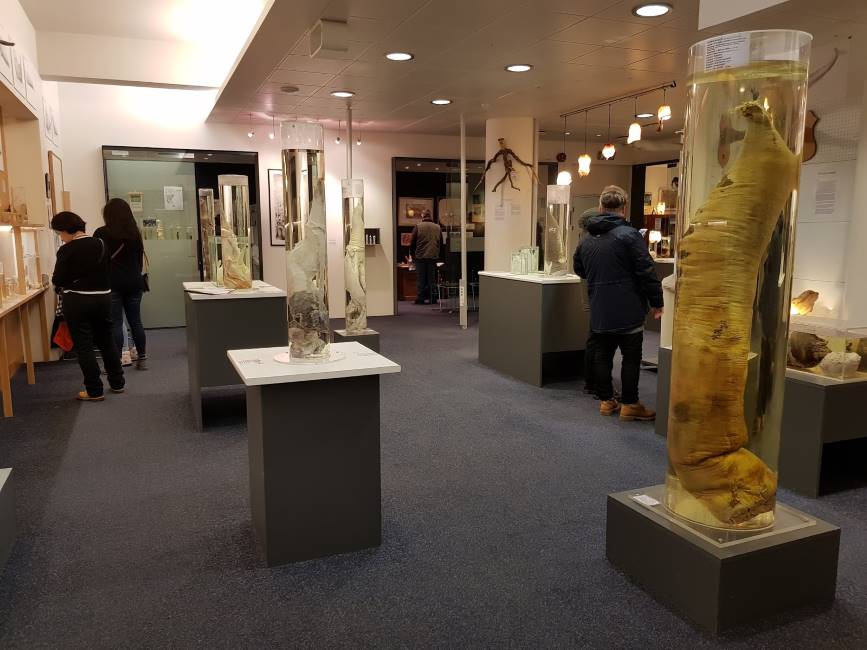 Reykjavik_The_Icelandic_Phallological_Museum_1