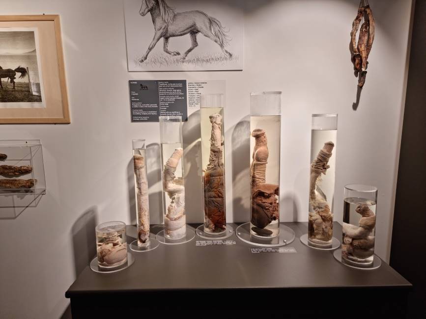 Reykjavik_The_Icelandic_Phallological_Museum_7