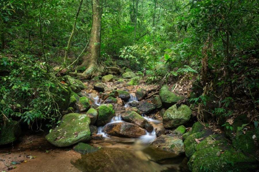 Rio_de_Janerio_Tijuca_National_Park_SS_3