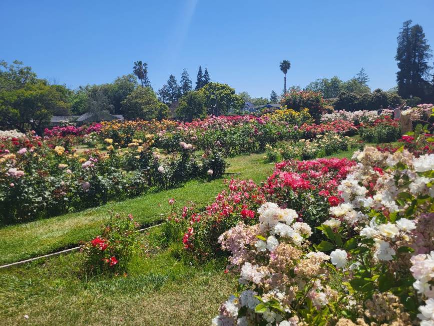 Santa_Clara_Municipal_Rose_Garden_2