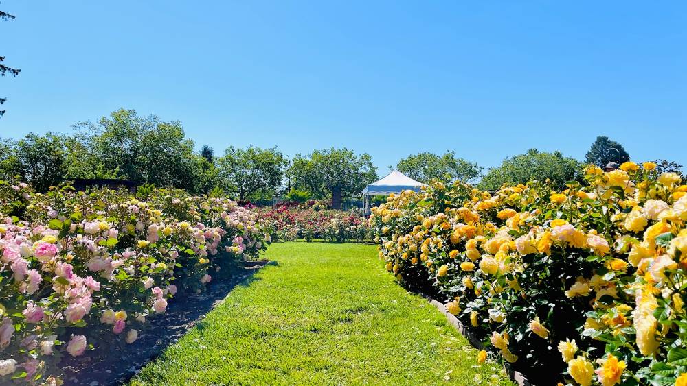 Santa_Clara_Municipal_Rose_Garden_3