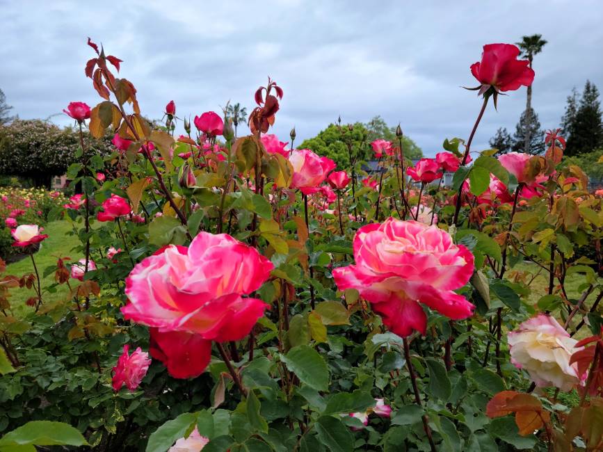 Santa_Clara_Municipal_Rose_Garden_5