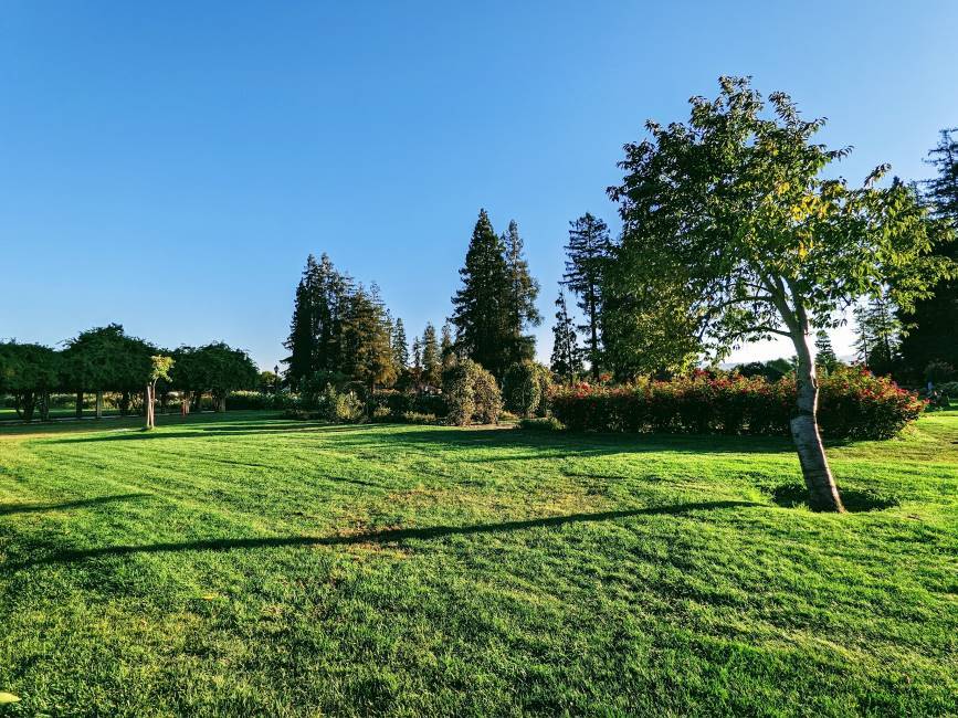 Santa_Clara_Municipal_Rose_Garden_8