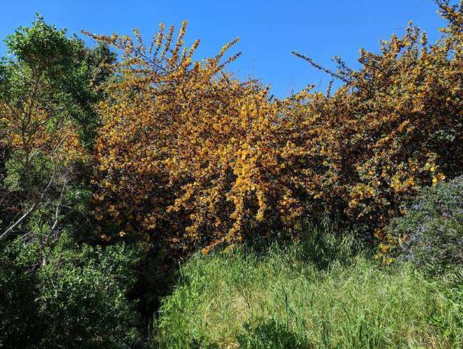 Santa_Clara_Ulistac_Natural_Area_4