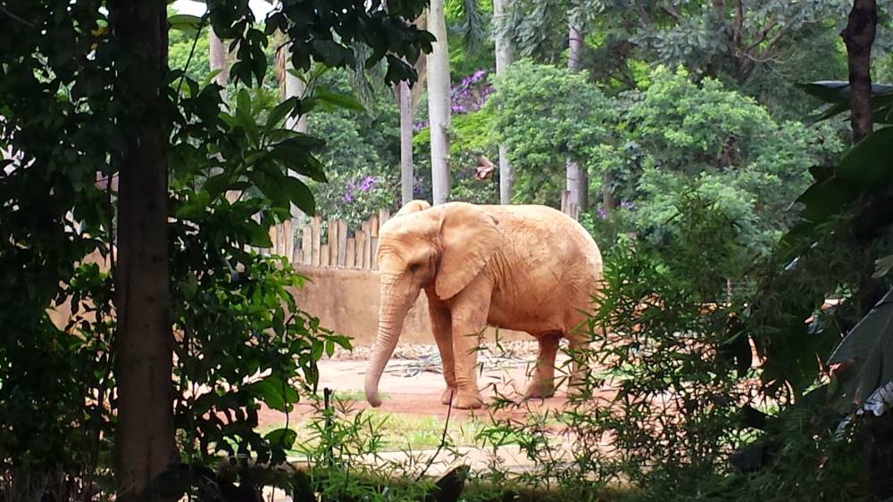 Sao_Paulo_Zoologico_de_Sao_Paulo_1