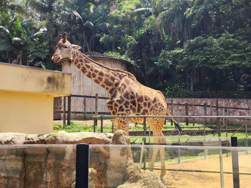 Sao_Paulo_Zoologico_de_Sao_Paulo_2