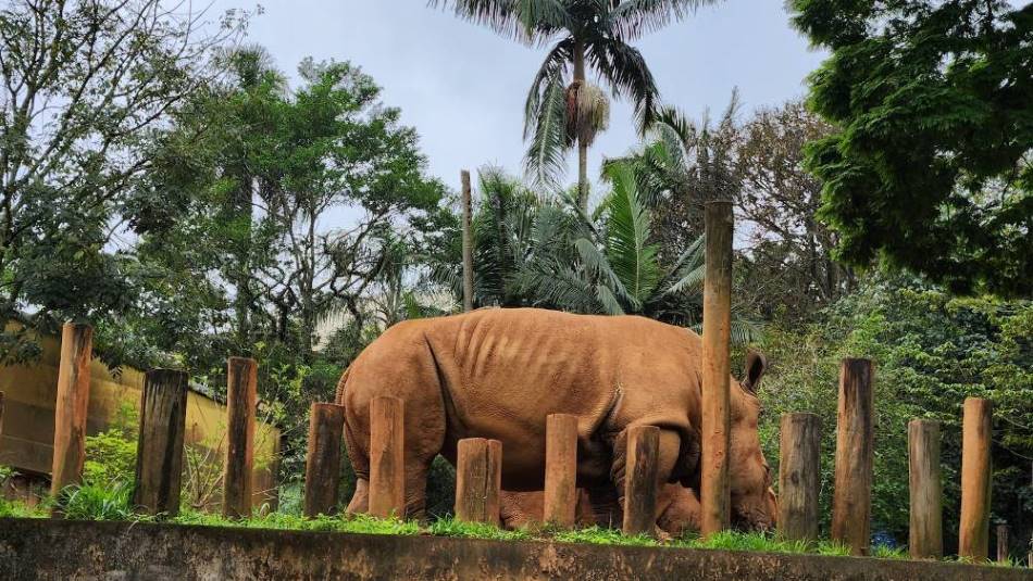 Sao_Paulo_Zoologico_de_Sao_Paulo_4