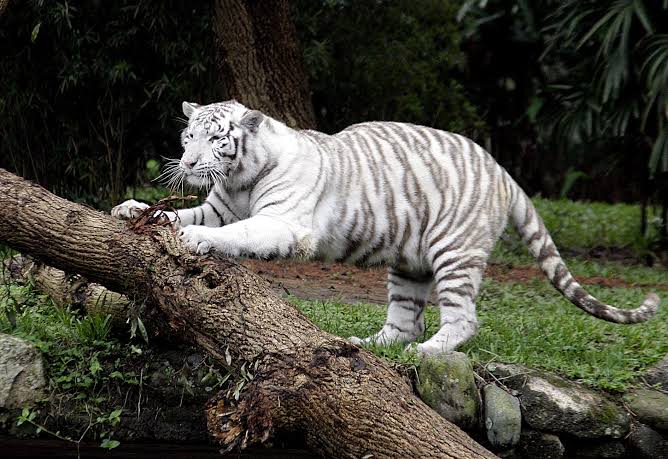 Sao_Paulo_Zoologico_de_Sao_Paulo_6