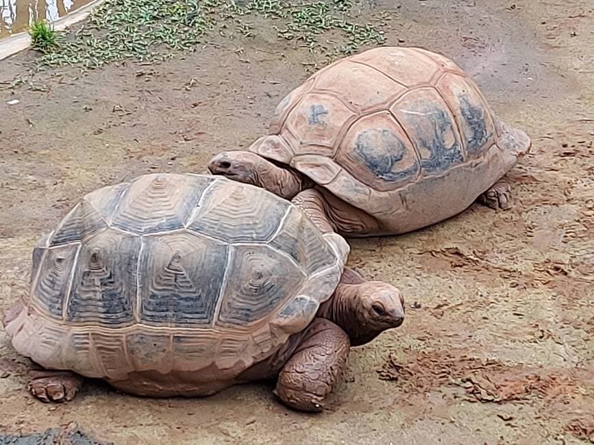 Sao_Paulo_Zoologico_de_Sao_Paulo_9