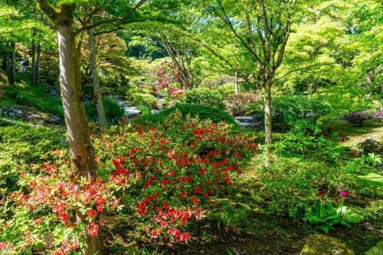 Seattle_Japanese_Garden_SS_1
