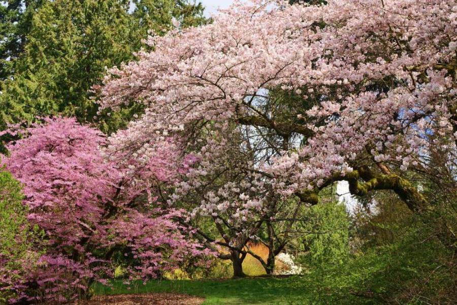 Seattle_Washington_Park_Arboretum_SS_3