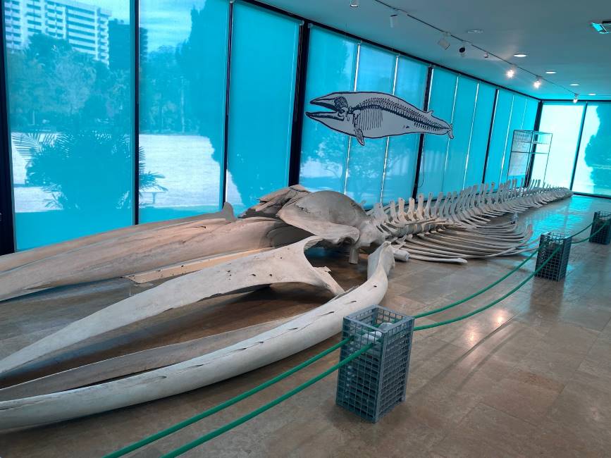Valencia_Museo_de_Ciencias_Naturales_5