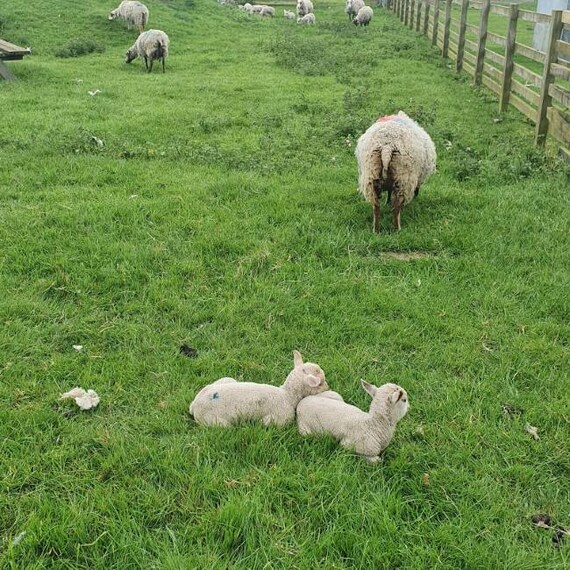 Leicester_Gorse_Hill_City_Farm_2