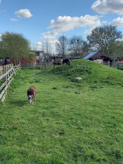 Leicester_Gorse_Hill_City_Farm_3