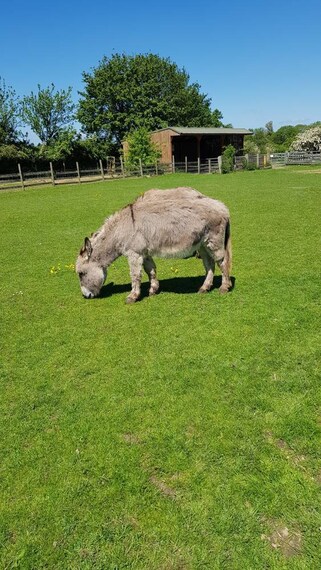 Leicester_Gorse_Hill_City_Farm_5
