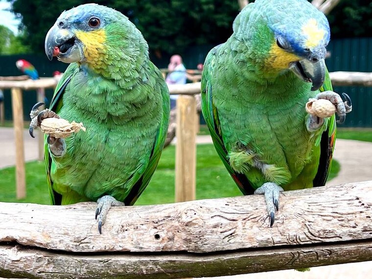 Leicester_Tropical_Birdland_6