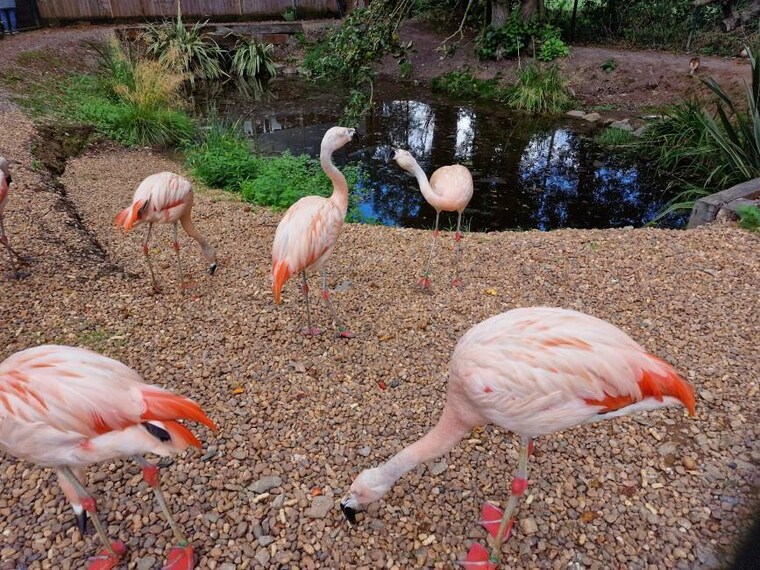 Leicester_Tropical_Birdland_9