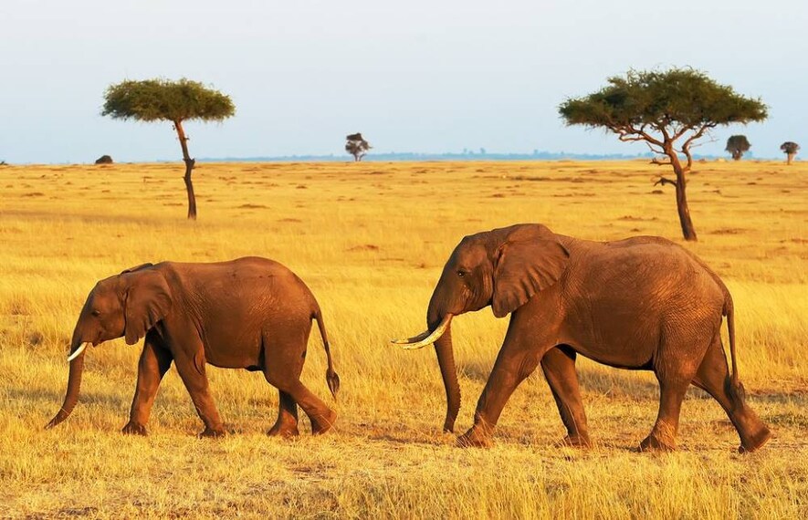 Maasai_Mara_Game_Drive_Safari_2
