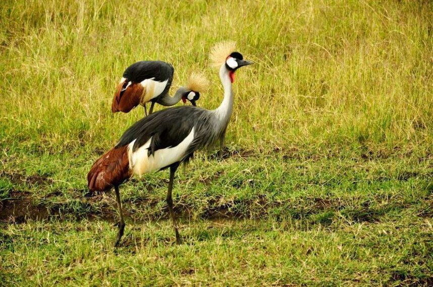Maasai_Mara_Game_Drive_Safari_8