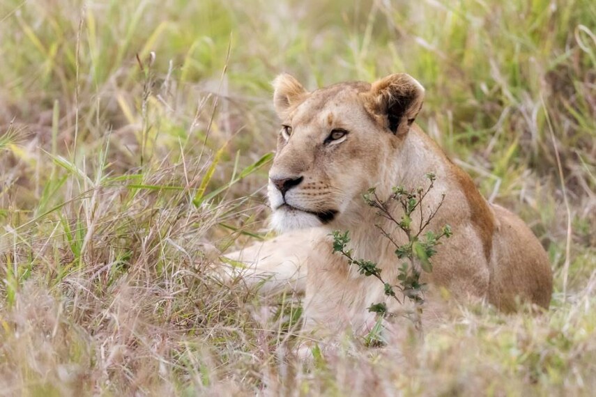 Maasai_Mara_Mara_Triangle_SS_1