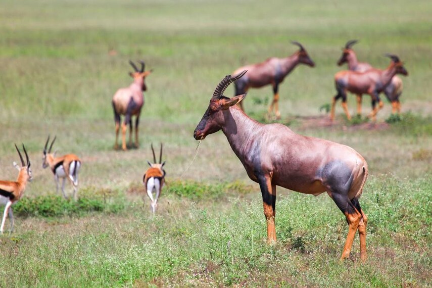 Maasai_Mara_Mara_Triangle_SS_3